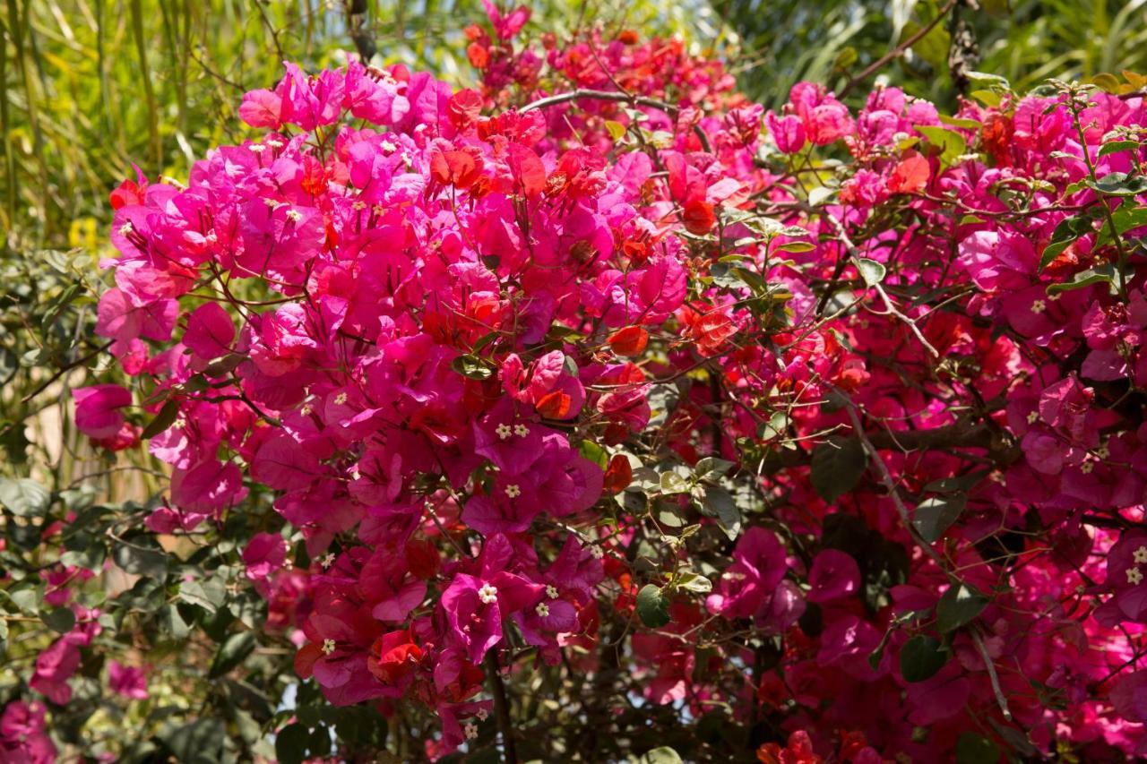 Million Flowers Πρωταράς Εξωτερικό φωτογραφία